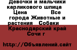 Девочки и мальчики карликового шпица  › Цена ­ 20 000 - Все города Животные и растения » Собаки   . Краснодарский край,Сочи г.